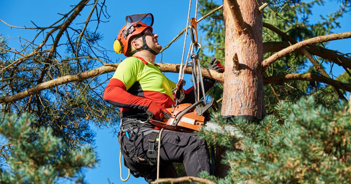 How to Choose the Right Tree Removal Service in Tualatin Image