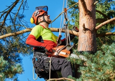 How to Choose the Right Tree Removal Service in Tualatin body thumb image